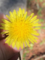 Taraxacum