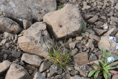 Poa arctica