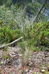 Poa glauca