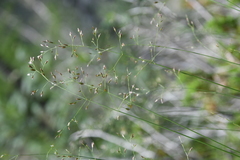 Poa glauca