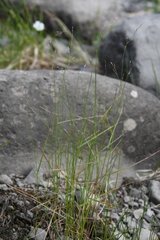 Poa glauca