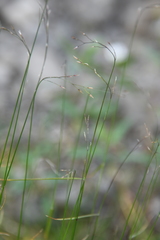 Poa glauca