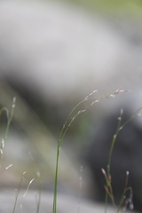 Poa glauca