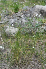 Poa glauca