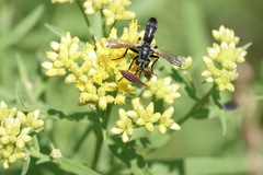 Cylindromyia bicolor