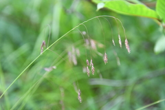 Poa paucispicula