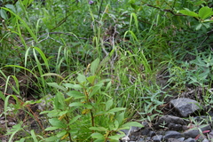 Poa paucispicula