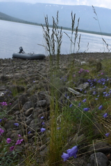 Festuca richardsonii