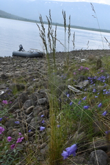 Festuca richardsonii