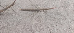 Microcoema acuminata