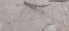 Microcoema acuminata