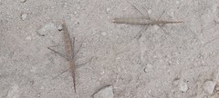 Microcoema acuminata
