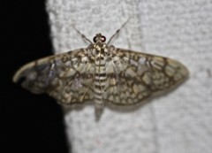 Haritalodes obliqualis