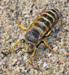Bembix flavescens