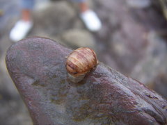 Sphaeroma serratum