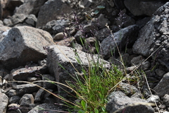 Poa tolmatchewii