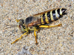 Bembix flavescens