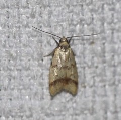 Heteroteucha anthodora