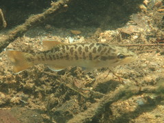 Micropterus coosae