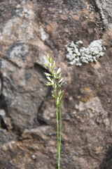 Trisetum agrostideum