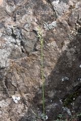 Trisetum agrostideum
