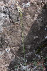 Trisetum agrostideum