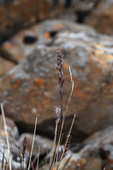 Trisetum agrostideum