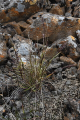 Trisetum agrostideum