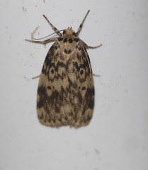 Hectobrocha subnigra