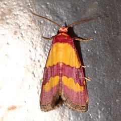 Phoenicophanta bicolor