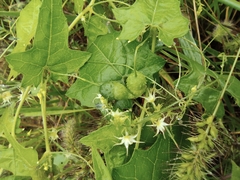 Actinostemma tenerum