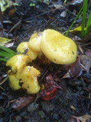 Hygrocybe chlorophana