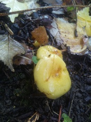 Hygrocybe chlorophana