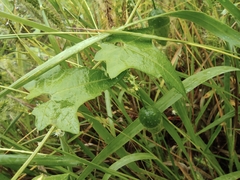 Actinostemma tenerum