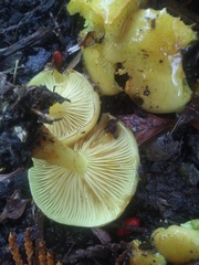 Hygrocybe chlorophana