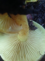 Hygrocybe chlorophana