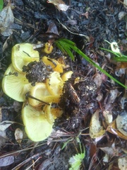 Hygrocybe chlorophana