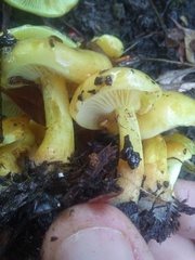 Hygrocybe chlorophana