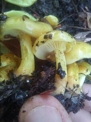 Hygrocybe chlorophana
