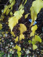 Hygrocybe chlorophana