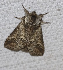 Antithemerastis acrobela