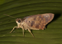 Polygonus savigny savigny