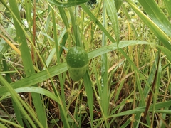 Actinostemma tenerum