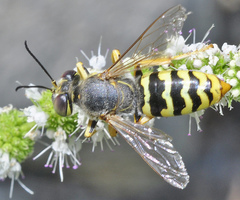 Bembix sinuata