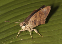 Polygonus savigny savigny