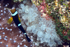 Amphiprion tricinctus