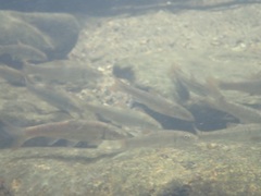 Campostoma oligolepis