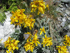 Jacobaea incana