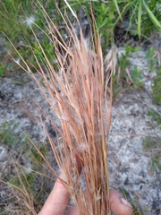 Andropogon gyrans