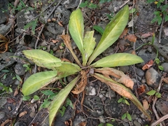 Frasera caroliniensis